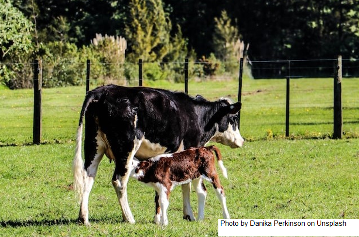 NZ – Leite de vaca, leite de aveia e fazenda vertical
