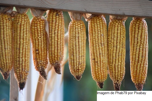 USDA: Expectativas para boletim de março estão sobre soja e milho do Brasil e Argentina