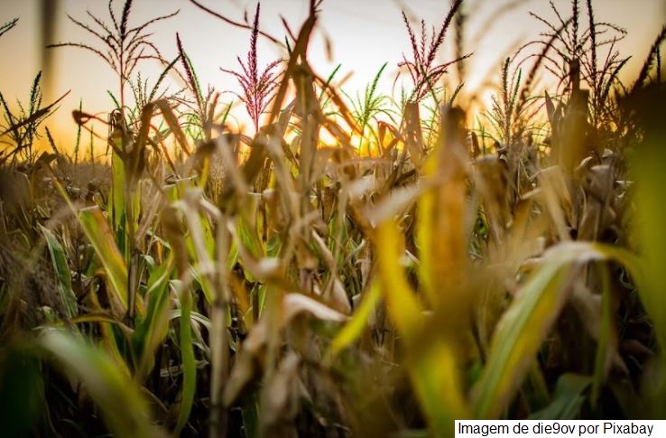 VBP da agropecuária goiana deve crescer 11,4% e atingir R$ 93,6 bilhões em 2021