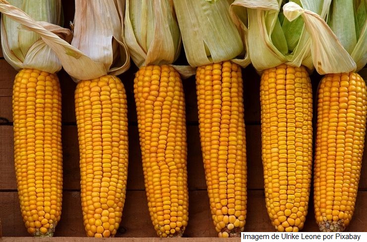 AGRONEGÓCIO MILHO/CEPEA: Com menor produção mundial, preços se sustentam