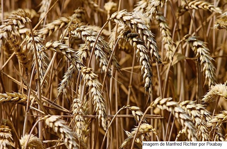 TRIGO/CEPEA: Preços externo e interno seguem em alta
