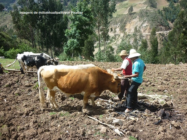 Peru – Congresso aprovou lei de incentivo à cadeia produtiva da pecuária leiteira