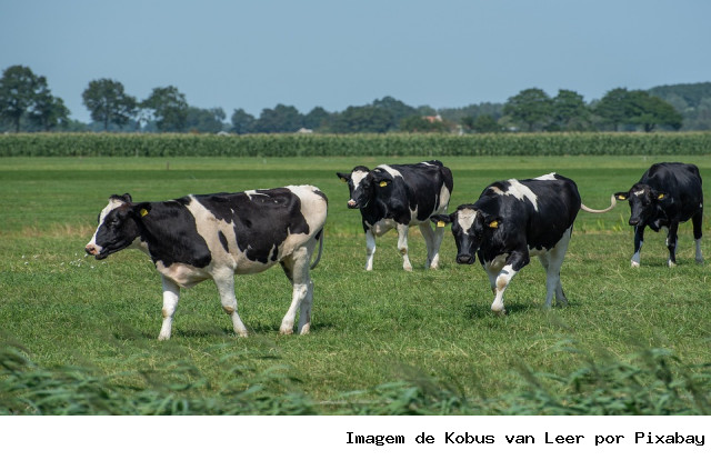 As indústrias e fábricas de laticínios captaram 9,4% mais de leite no 2º trimestre de 2025