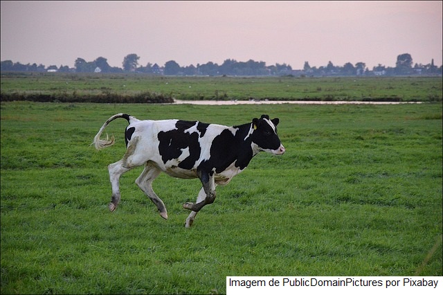 Dia de campo apresenta alternativas tecnológicas para pecuária de corte no Acre