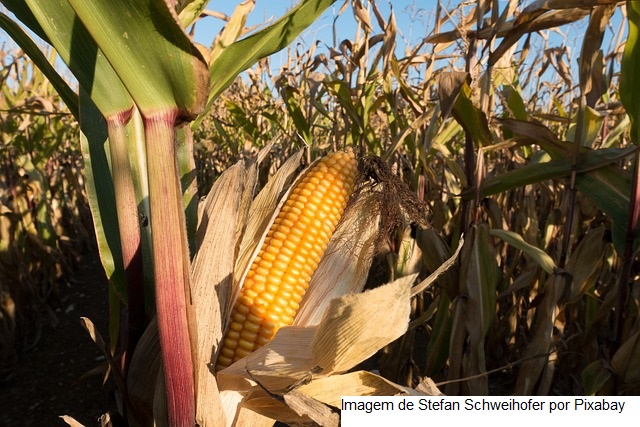 USDA: Vendas semanais de milho dos EUA abaixo do esperado; soja tem melhor desempenho na semana
