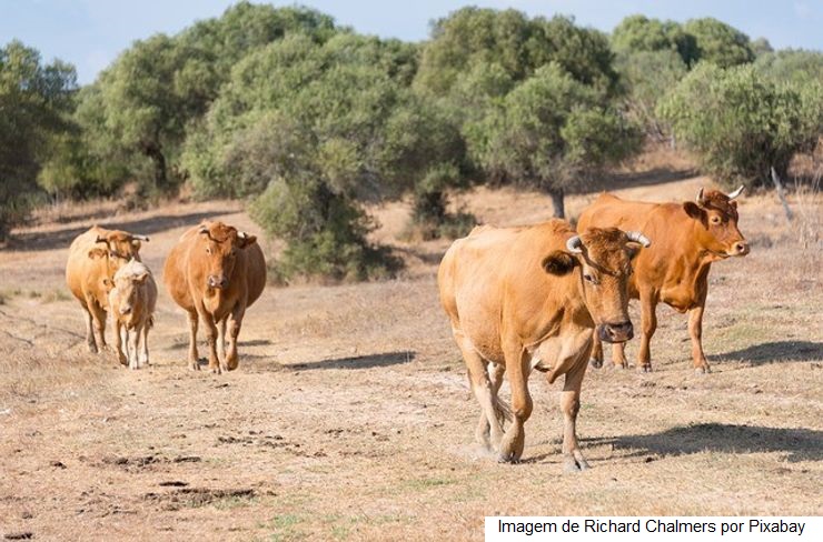 Espanha – Foram fechadas 2 fazendas produtoras de leite, por dia, em 2021