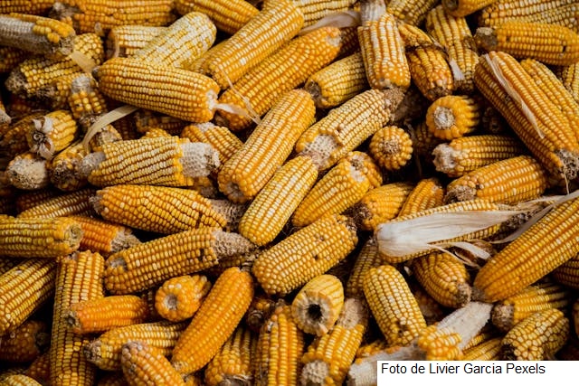 Abertura de mercado no Gabão para sementes de milho, sorgo, braquiária e soja