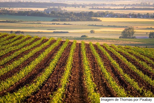 USDA reduz em 1% índice de lavouras de soja e milho em boas/excelentes condições