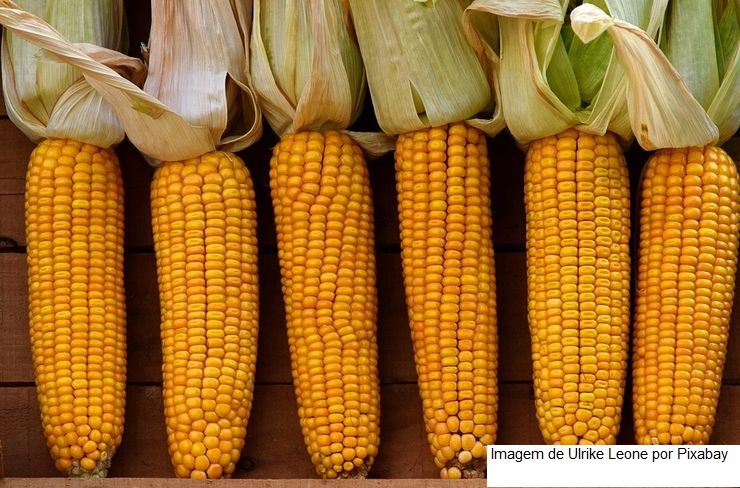 Plantio do milho chega a 97,94% em Mato Grosso, revela Imea