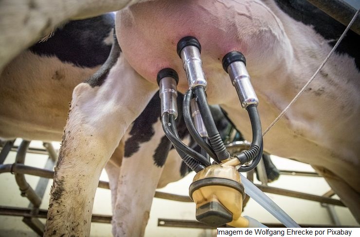 Agronordeste: Jovem produtor rural é referência na cadeia Bovinocultura de Leite