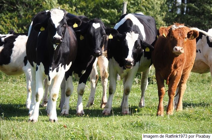 Governo de MT entrega novilhas prenhas de raça leiteira para agricultura familiar