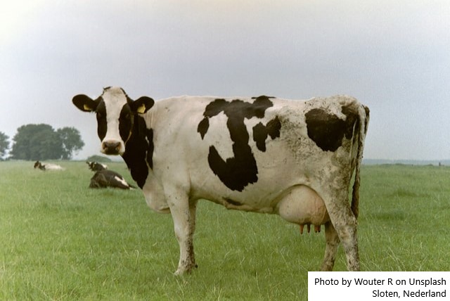 A Europa conta suas vacas: o rebanho bovino recuou inéditos 3%, em 2024