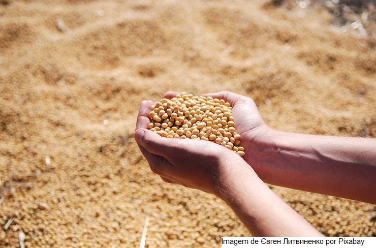 Produção brasileira de soja deve crescer 20,8%, projeta SNA