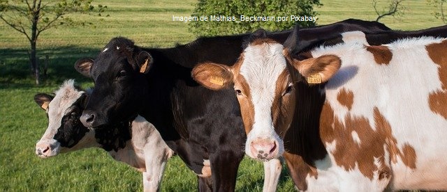 Com ATeG e cursos do Senar Goiás, jovem aumenta produção de leite em 17 vezes e monta granja
