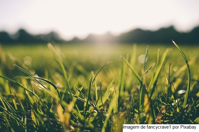 Defensivos agrícolas de baixo impacto têm prioridade de registro