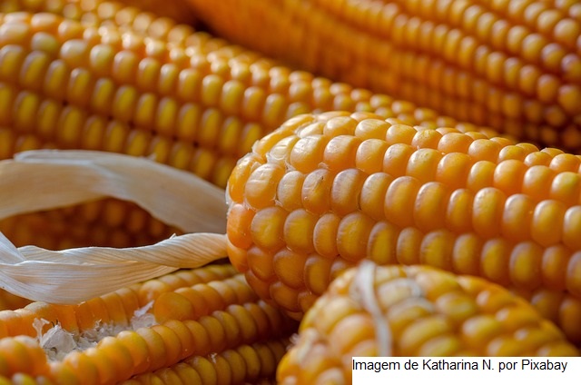 USDA: Vendas semanais de milho da safra 23/24 dos EUA têm o menor volume no ano comercial