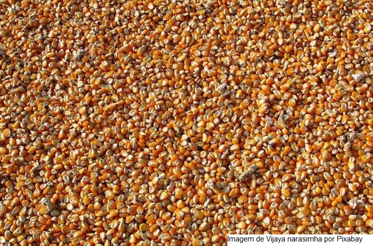 USDA: Plantio de milho não evolui na última semana e área semeada permanece em 2% até o último domingo (10)