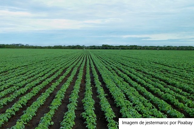USDA: Embarques semanais de milho e soja saltam ante a semana anterior, trigo recua