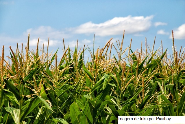 USDA: Embarques semanais de soja, milho e trigo ficam dentro das expectativas do mercado