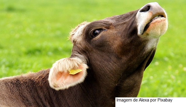 NOTA OFICIAL - Mapa confirma que caso de Encefalopatia Espongiforme Bovina é atípico