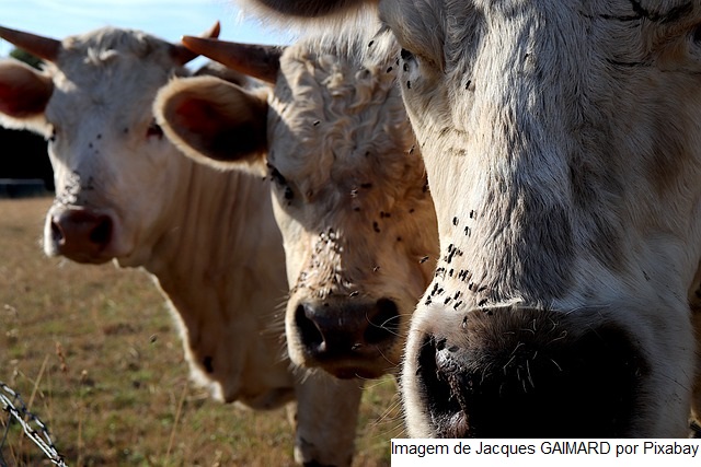 Por que algumas vacas leiteiras possuem defesas naturais contra a mosca de chifre?