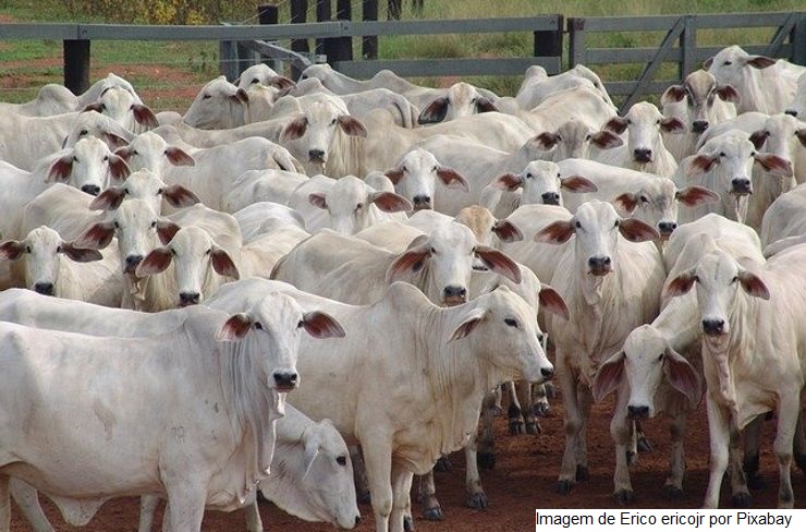 Secretaria de Defesa Agropecuária avança no registro de produtos veterinários