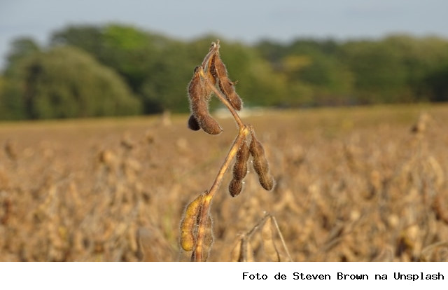 SOJA/CEPEA: Com foco no campo, produtor limita vendas no spot