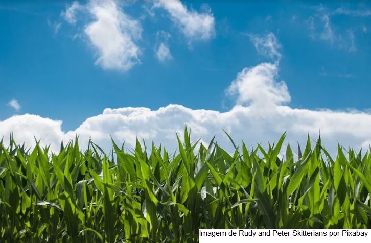 A colheita do milho avançou para 34% da área cultivada