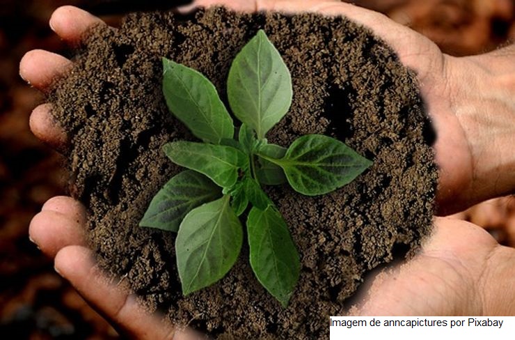 Estudo aponta o Brasil como líder em produção sustentável entre grandes países agroexportadores