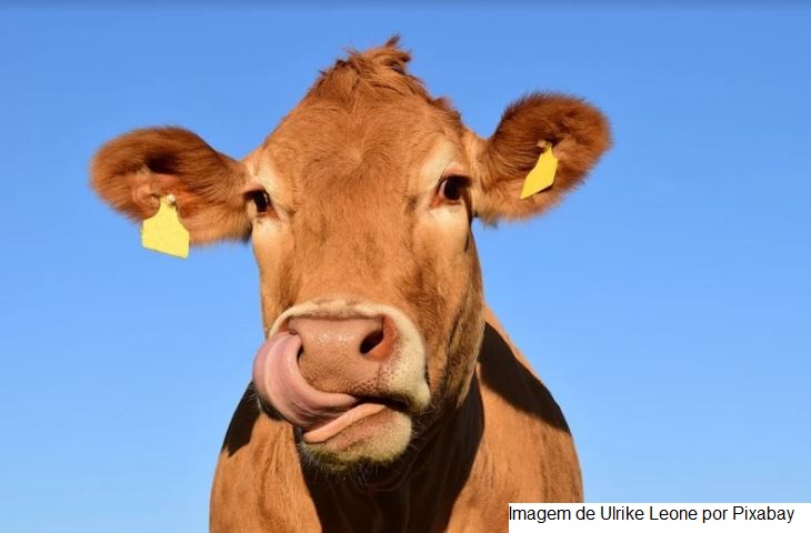 Identificação eletrônica de animais avança na pecuária de leite e corte