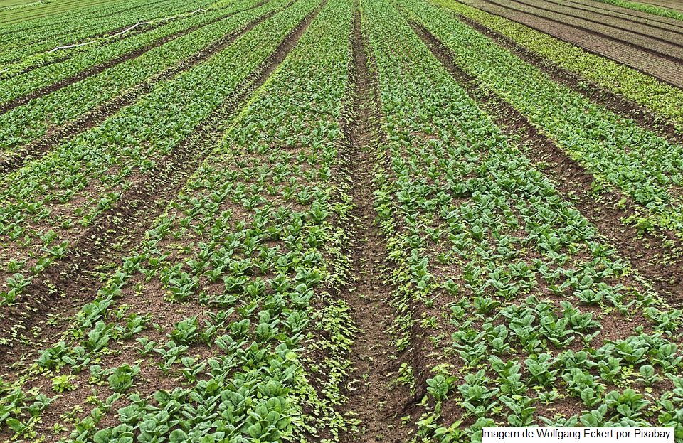 Mais de 1.500 agricultores familiares irão receber Garantia-Safra em julho