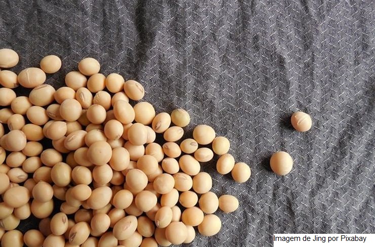 USDA informa nova venda de soja de mais de 500 mil t dos EUA para a China