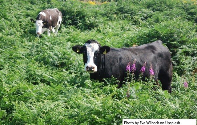 UE – Cerca de 85% dos europeus querem mais bem-estar animal mas.. Pagam por isso?