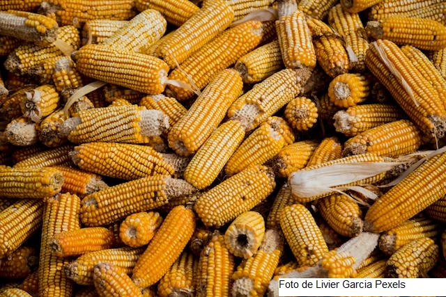 USDA: Colheita de milho começou nos EUA, superando média e ano passado, nestes mesmo período