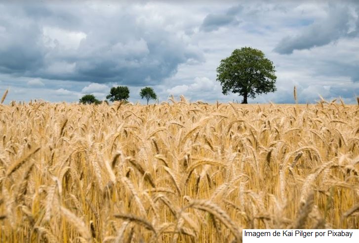 Soja: Zoneamento agrícola de risco climático da Cevada é publicado