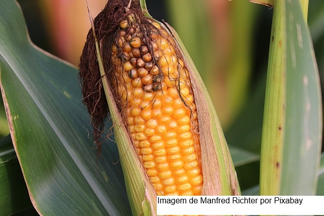 MILHO/CEPEA: Atenções seguem voltadas aos trabalhos de campo; preços variam pouco