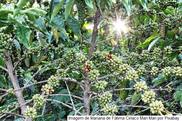 Campo Futuro analisa custos da agropecuária em SP e MT