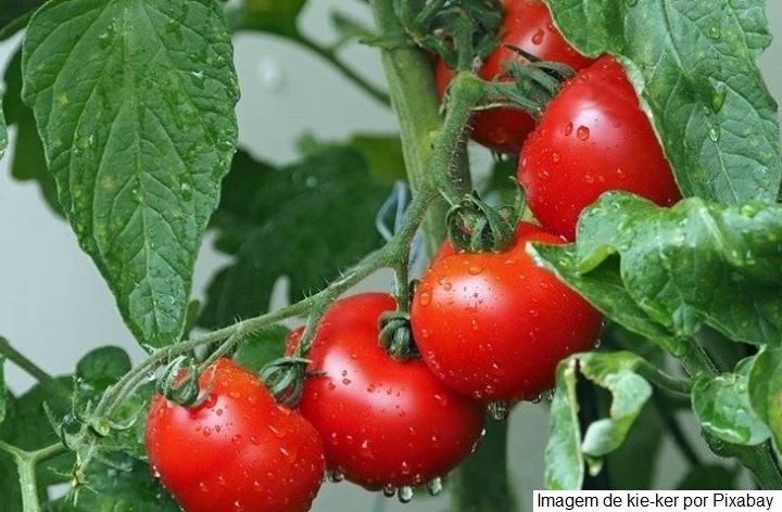 Pesquisa apresenta panorama global da produção de alimentos orgânicos em países de cinco continentes