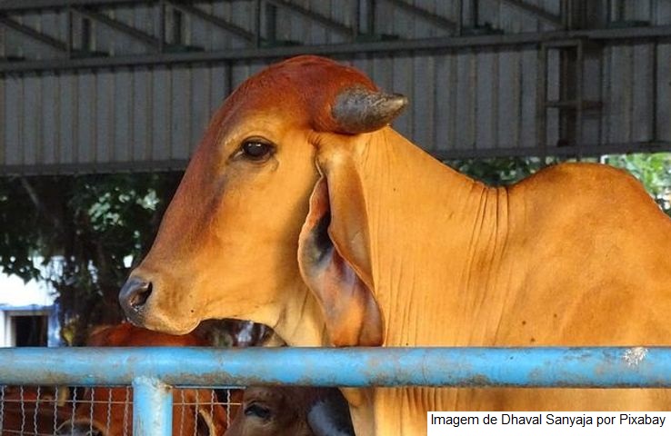 Zebu leiteiro: Embrapa divulga resultados da Prova de Leite na Expoabra 2022