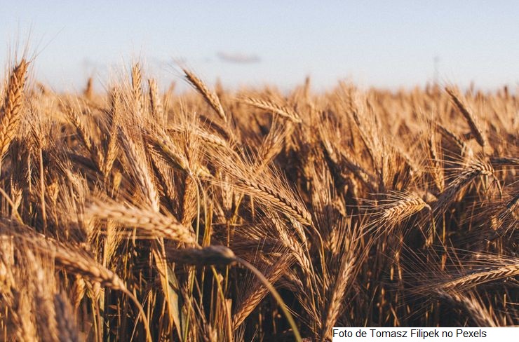 Ipea, Conab e Cepea mapeiam principais produtos agropecuários brasileiros