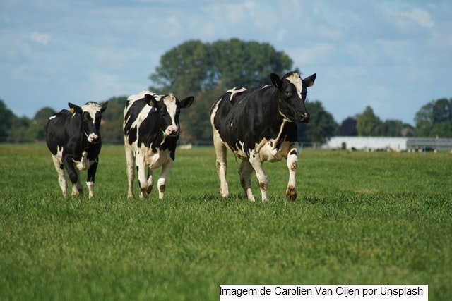 Leite: preço pago ao produtor bate recorde em julho