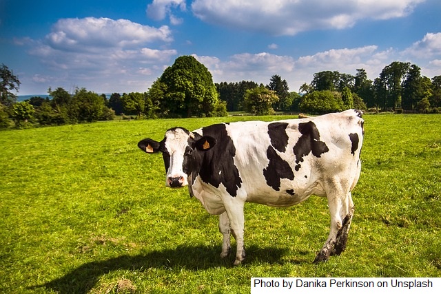 NZ – Fonterra anuncia um preço baixo para o início desta temporada