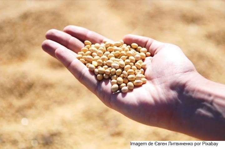 Soja: produtores de MT sofrem com falta de armazéns e criam alternativas