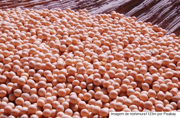 Imea eleva produção de soja em Mato Grosso para 44,3 milhões de toneladas