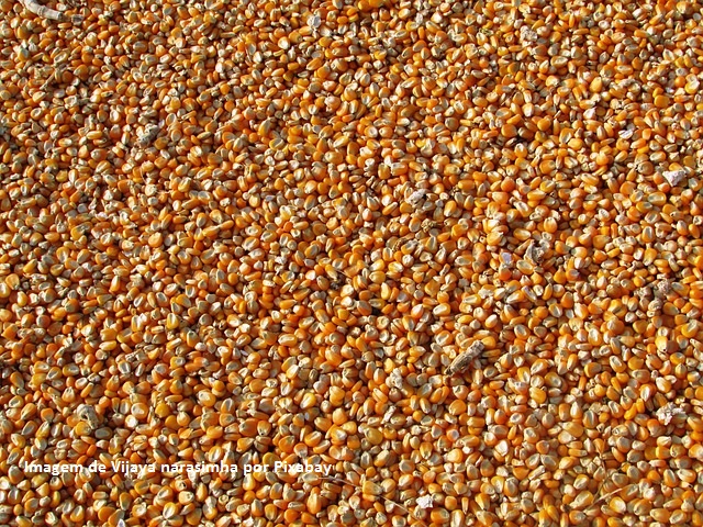 Argentina e Brasil pressionam milho no mercado internacional