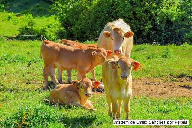 China diz que clonou com sucesso 3 "super vacas" altamente produtivas