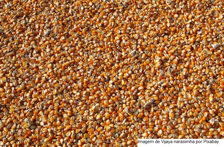 Produção de grãos deve crescer 36,8% nos próximos dez anos