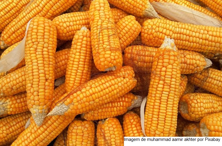 Agricultores de MS reduzem presença da cigarrinha na segunda safra de milho