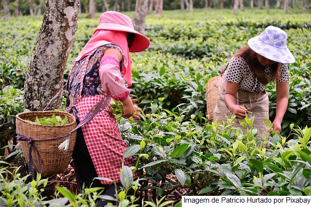 Governo e FAO preparam lançamento do Observatório das Mulheres Rurais