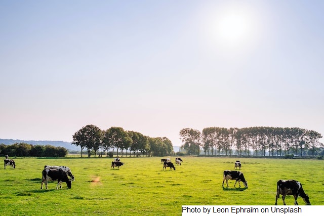 Dia de campo vai mostrar tecnologias usadas em propriedades leiteiras de Serafina Corrêa